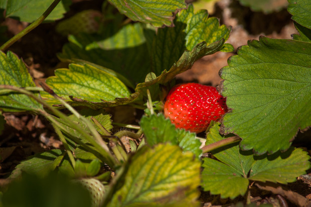 DSC_9442.jpg